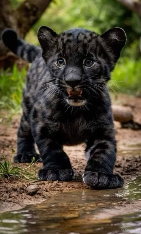 Baby Black Panther, Panther Cub, Baby Panther, Leopard Baby, Leopard Cub, Wild Animals Pictures, Baby Leopard, Cute Small Animals, Cute Leopard