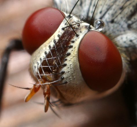 https://flic.kr/p/N9WE2 | Large Fly Head | Fly was about half an inch long, much larger than the flys I have been photographing. Insect Eyes, Foto Macro, Macro Pictures, Photo Macro, Cool Insects, Insect Photography, Camera Tips, Cool Bugs, A Bug's Life