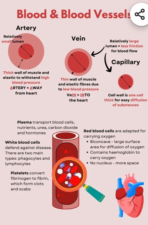 Arteries And Veins, School Study Ideas, Science Boards, Low Blood Pressure, Vet School, White Blood Cells, Red Blood Cells, Cell Wall, Carbon Dioxide