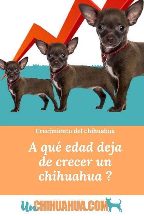 Uñas Acrilicas, Big Heart, Small Dogs, Chihuahua, French Bulldog, Dogs, Animals