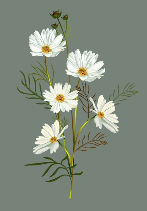 White Cosmo, Cosmos Flowers, Flower Drawings, Pola Sulam, Vector Flowers, Flower White, Flower Art Painting, Digital Flowers, Arte Floral