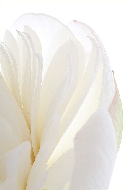 Lotus Flower Petals, Color Lashes, Foto Macro, White Lotus Flower, Flower Close Up, Rose Flower Wallpaper, Abstract Wallpaper Design, Makeup Supplies, Flower Texture