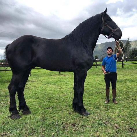 Percheron Horses, Big Horses, Love Horses, Cowboy Horse, Horse Videos, Horse Aesthetic, Majestic Horse, Draft Horses, Black Horse