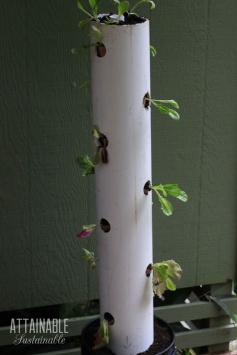 Small vegetable gardens are a challenge, but this DIY vertical garden tower can help you get the most out of your limited space! Using recycled PVC and some simple techniques, this garden tower is easy to make. It's great for growing greens like lettuce, bok choy, and even strawberries. #garden #vertical #growingfood Pvc Tower Garden Diy, Diy Vertical Growing Tower, Vertical Garden Tower, Growing Zucchini Vertically Trellis, Strawberries Garden, Tower Garden Juice Plus, Grow Tower, Diy Vertical Garden, Garden Vertical