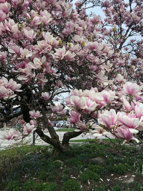 Magnolia Tree Aesthetic, Magnolia Aesthetic, Saucer Magnolia Tree, Saucer Magnolia, Magnolia Tree, Garden Grove, Magnolia Trees, Winter Flowers, House Landscape