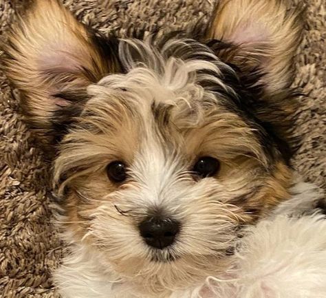 27 Havanese Mix Breeds – The Popular and Adorable Hybrid Dogs Havanese Mixed Breeds, Havanese Dogs Haircuts, Havanese Dogs Full Grown, Bichon Havanese, Mixed Dogs, Havanese Haircuts, Cairn Terrier Mix, French Bulldog Mix, Show Dogs