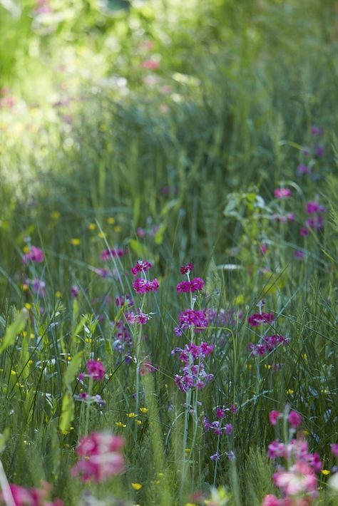 We Shade Garden Ideas, Sharp Shooter, Woodland Flowers, Permaculture Design, Spring Wildflowers, Garden Idea, Shade Perennials, Pallet Garden, Wildflower Garden