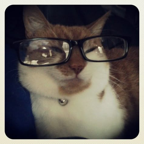 Glasses cat likes glasses Animals In Glasses, Animals Wearing Glasses, Cat With Glasses, Silly Kitties, Wearing Glasses, Silly Animals, Silly Cats, Semarang, Kitty Cat