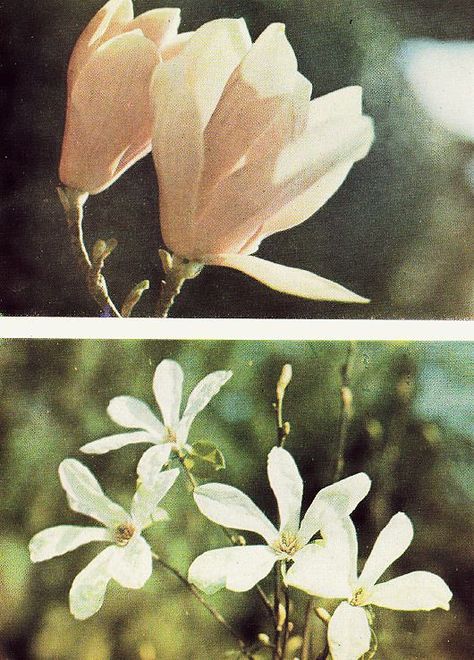 Vintage flower photos Fotografi Vintage, Foto Art, Photography Inspo, Pretty Flowers, Pretty Pictures, Film Photography, Mother Nature, Art Inspo, Mood Board