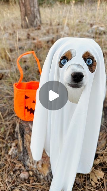 koda & keelie ◡̈ on Instagram: "Spooky season is upon us 👻 

•

#ghosttrend #ghostdog #halloween #october #dogcostume #doghalloweencostume #spookyseason #👻 #ghost #dogmom #dogpictures #dogphotoshoot #australianshepherd #aussie #toyaussie #miniaussie" Diy Dog Ghost Costume, Dog Ghost Costume, Toy Aussie, Dog Ghost, Mini Aussie, Ghost Costume, Dog Photoshoot, Ghost Dog, Dog Halloween Costumes