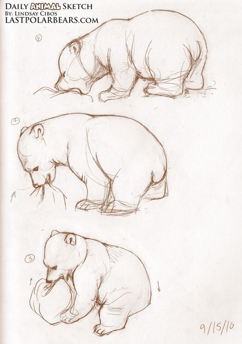 sketching bear cubs | Daily Animal Sketch – Polar Bear Cub – Knut (3) Bear Sketch, Animal Drawings Sketches, Drawing Eyes, Bear Drawing, 강아지 그림, Cutest Animals, Arte Sketchbook, Bear Art, Animal Sketches