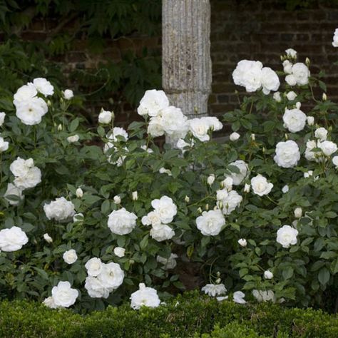 Iceberg Floribunda Rose, White Rose Landscaping, White Drift Roses Landscape Ideas, White Rose Bushes Landscape, Iceberg Roses Landscape, White Rose Border, White Iceberg Roses, Rose Iceberg, White Roses Garden