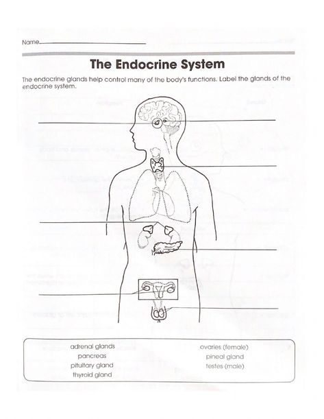 Endocrine System Drawing, Distress Tolerance Activities, Endocrine System Activities, Endocrine System Anatomy, Tolerance Activities, Dna Worksheet, Endocrine Hormones, Sterile Processing, Characteristics Of Living Things