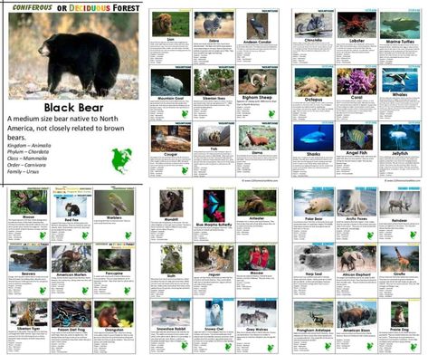 free printable animal flashcards Printable Animal Pictures, Wild Animals Printable, Geography Printables, Science Games For Kids, Bear Habitat, Animal Habitat, Library Lesson Plans, Montessori Geography, North American Animals