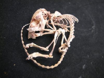 Animal Armature, Skeleton Taxidermy, Rat Skull, Mouse Skeleton, Deer Skeleton, Deer Mouse, Mouse Skull, Vulture Culture, Skeleton Skull