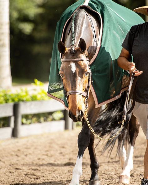 Hunter Jumper Aesthetic, Winter Equestrian Festival, Hunter Jumper Horses, Horsey Life, Equestrian Aesthetic, English Horse, Cute Horse Pictures, Horse Dressage, Andalusian Horse