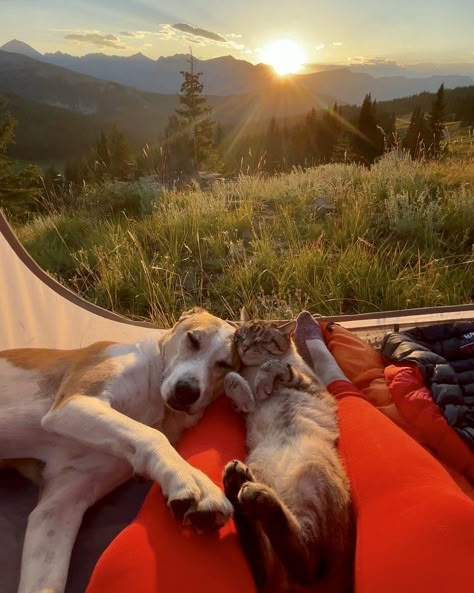 Tent Camping Aesthetic, Camping With Cats, Dog Cuddles, Vision Board Images, Dog Best Friend, Dog Facts, Ways To Communicate, Sweet Summer, Cat Aesthetic