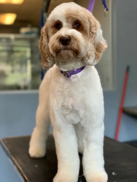 What to Tell Your Groomer When You Have a Doodle – The Dog Fam Australian Labradoodle Grooming, Cockapoo Grooming, Labradoodle Grooming, Goldendoodle Haircuts, Dog Grooming Diy, Goldendoodle Grooming, Dog Grooming Styles, Labradoodle Dogs, Puppy Grooming