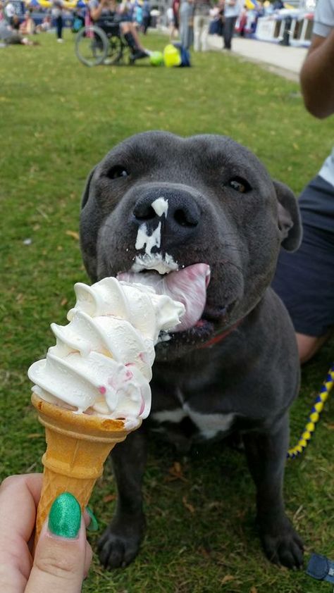 Pit Bulls, Staffy Dog, Very Cute Dogs, Really Cute Dogs, Pretty Dogs, Cute Animals Images, Cute Funny Dogs, Sweet Dogs, Pitbull Dog