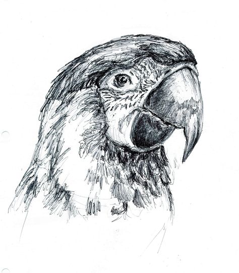 Parrot drawn with a BIC Stick pen. Biro Animals Drawings, Animal Biro Drawing, Ball Point Pen Sketches, Bic Pen Drawing, Parrot Sketch, Point Pen Drawing, Ball Point Pen Drawing, Black Pen Sketches, Biro Drawing