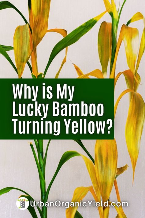 Are you tired of your once-vibrant Lucky Bamboo losing its luster? Don't worry; you're not alone. There are several causes behind this issue, including poor lighting and water quality. In our latest blog post, we dive deep into the reasons behind the fading Lucky Bamboo color and provide helpful tips on how to revive it. Taking Care Of Bamboo Plants, Bamboo Care Tips, How To Care For Bamboo Plant Houseplant, Repotting Lucky Bamboo Plants, Repotting Bamboo Plants, Lucky Bamboo Decor Ideas, Tall Bamboo Plant Indoor, How To Repot A Lucky Bamboo Plant, Bamboo Care Houseplant