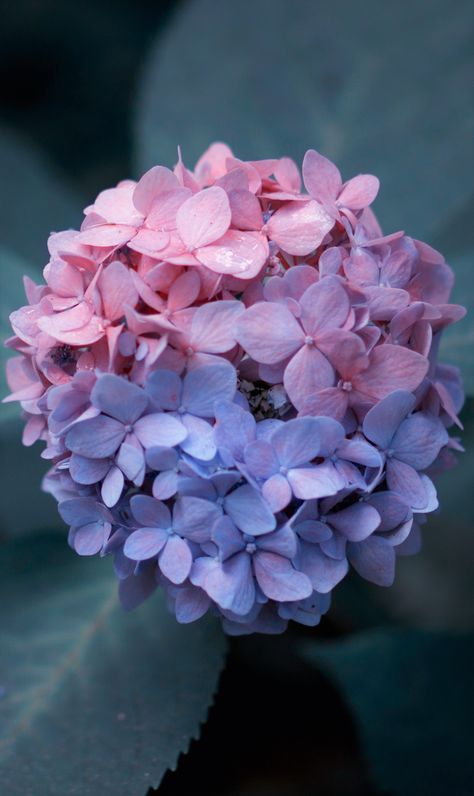 Hydenyia Flower, Hydrangea Season, Hydrangea Potted, Hyacinth Flowers, Pink Flowers Wallpaper, Hydrangea Garden, Flowers Photography Wallpaper, Flower Background Wallpaper, Beautiful Flowers Pictures