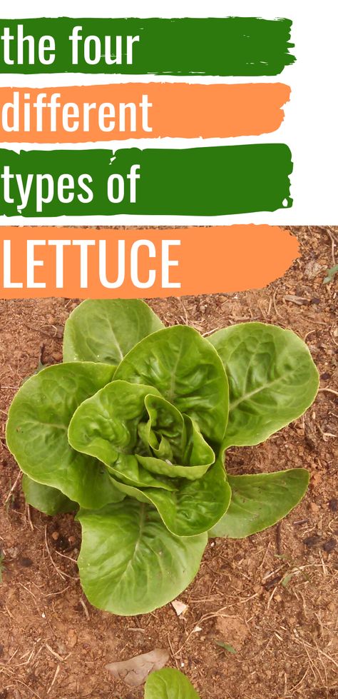 What To Plant With Lettuce, How To Save Lettuce, Wild Lettuce Identification, Different Types Of Lettuce, Lettuce Farm, Types Of Lettuce, Homestead Farm, Healing Garden, Gardening Techniques