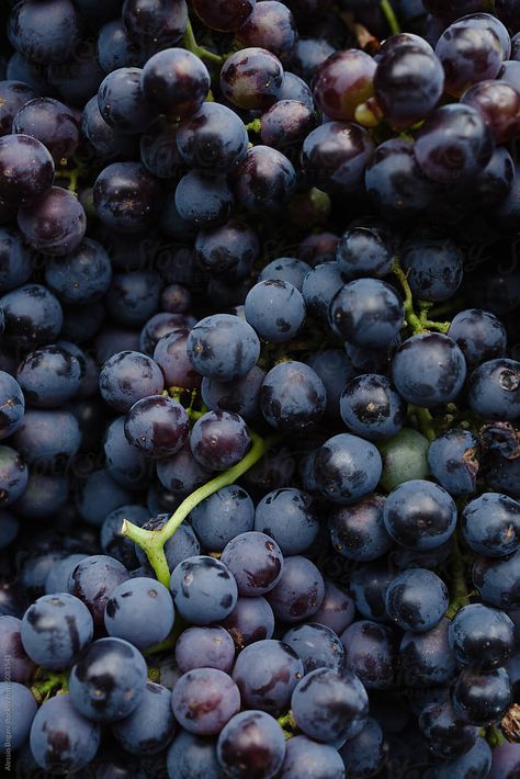 Grape Astetic, Grapes Photography, Grape Pictures, Black Grapes Aesthetic, Purple Grapes Photography, Black Grapes, Fruit Photography, Graphic Design Projects, Macro Photography