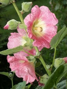 Plant Hollyhock seeds in May to imitate natural re-seeding Growing Hollyhocks, Hollyhock Seeds, Hollyhocks Flowers, Pinterest Garden, Plant Dyes, Garden Care, Fall Plants, Plant Nursery, Butterfly Garden