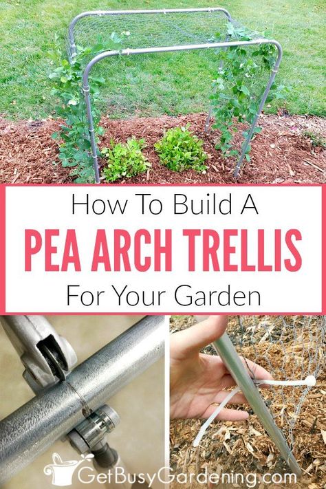 A pea trellis is a fun way to add height to your garden with vertical gardening, and keeps your pea plants healthier too. This unique arch trellis design doubles your growing space too. Great for small spaces and large gardens alike. Learn how to build a trellis for peas with these easy step-by-step instructions. #verticalgardening #peas #DIY #gardening Trellis For Peas, Build A Trellis, Pea Plants, Pea Trellis, Garden Arch Trellis, Building A Trellis, Pea Plant, Arch Trellis, Gardening Vegetables