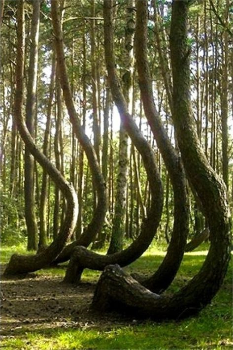 Crooked Forest, Forest Elements, Shinrin Yoku, Unique Trees, 80 Years, Beautiful Tree, In The Woods, Amazing Nature, Natural Wonders