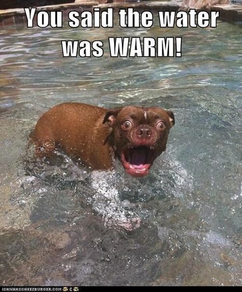 Funniest Quotes, Funny Dog Jokes, Animal Humour, Dog Jokes, Cute Animal Memes, Funny Animal Photos, Funny Dog Memes, Funny Animal Quotes, Funny Dog Pictures