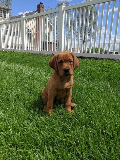 Fox Red Lab Puppies, Red Lab Puppy, Red Fox Lab, Red Fox Labrador, Fox Labrador, Fox Red Labrador Puppy, Red Lab Puppies, Fox Red Lab, Golden Lab