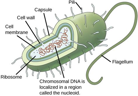 Somatic Cell, Biology Textbook, Prokaryotic Cell, Eukaryotic Cell, Plasma Membrane, Medical School Life, Dna Molecule, Cells And Tissues, Cell Cycle