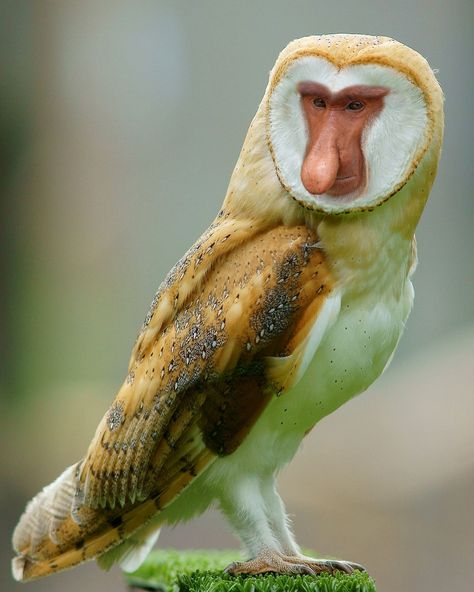 Proboscis Barn Monkey Animal Mashups, Photoshopped Animals, Hybrid Animals, Proboscis Monkey, Animal Experiments, Funny Animal Images, Flying Cat, Animal Images, Tropical Animals