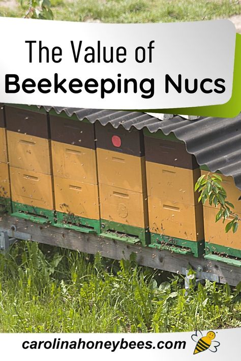 Bee Nuc, Types Of Honey Bees, Backyard Beehive, Bee Keeping Hives, Bee Hives Boxes, Langstroth Hive, Bee Hive Plans, Bee Stuff, Raising Bees