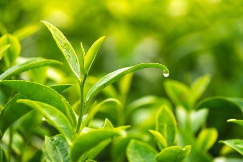 This nature stock photo featuring beautiful, beverage, and bud is 3500 x 2333 px. Leaves With Water Drops, Green Tea Plant, Green Tea Leaves, Tea Plant, Green Tea Benefits, Green Tea Powder, Tea Powder, Evergreen Shrubs, Tea Art