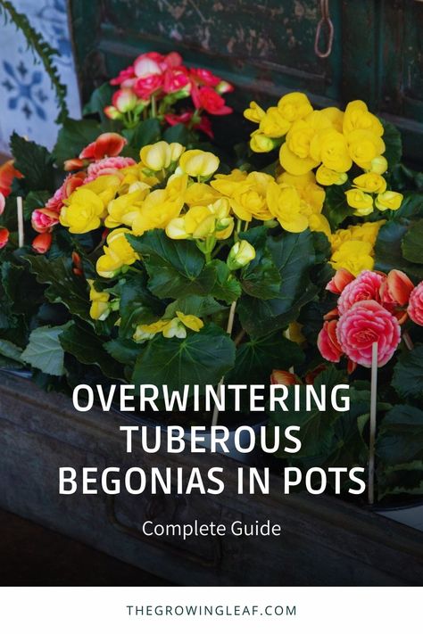 Looking for tips on overwintering tuberous begonias in pots? We've got you covered! Discover the secrets to successfully overwintering these beautiful plants and ensure they thrive year after year. Learn how to properly prepare your begonias for the winter season and provide them with the care they need. Don't miss out on this valuable information! Click the link to learn more and keep your tuberous begonias flourishing. #TuberousBegonias #OverwinteringTips #PlantCare #TheGrowingLeaf How To Overwinter Begonias, Overwintering Begonias In Pots, How To Over Winter Begonias, Over Wintering Begonias, Overwinter Begonias, Overwintering Begonias, Begonias In Pots, Alaska Garden, Overwintering Plants