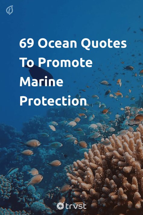 "69 Ocean Quotes To Promote Marine Protection"- The sea is home to more than one million different species of creatures, including fish, mammals, reptiles, and invertebrates, making it an essential component of the earth's ecosystem. We’ve compiled this selection of ocean quotes to celebrate... #trvst #quotes #environment #beauty #ocean #fish #marine #mammals #oceans #scuba #water #ecofriendly #nature Ocean Life Quotes, Save Water Quotes, Biology Quote, Conservation Quotes, Ocean Academia, Wildlife Quotes, Quotes Environment, Conservative Quotes, Eco Quotes