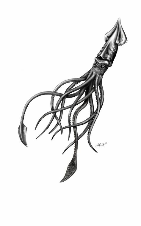 Squid Pictures, Scuba Tattoo, Squid Drawing, Biomech Tattoo, Cthulhu Tattoo, Kraken Tattoo, Squid Tattoo, Atlas Tattoo, Tattoo Black And White