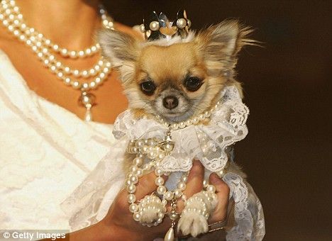 Victoria hoped she hadn't overdressed for her first playdate with George Alexander Louis. Chihuahua Dress, Rich Dog, Cute Chihuahuas, Cute Chihuahua, Dog Fashion, Chihuahua Love, Being Held, Pet Fashion, Chihuahua Puppies