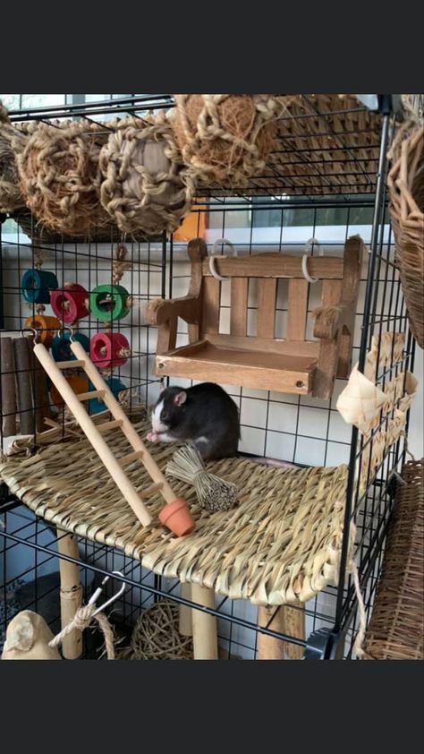 Rat Cage Ideas Aesthetic, Natural Rat Cage Setup, Rat Cage Ideas, Critter Nation Cage Ideas Pet Rats, Aesthetic Rat Cage, Diy Rat Cage Accessories Toys, Pet Rat Cages, Critter Nation Cage, Naturalistic Rat Cage