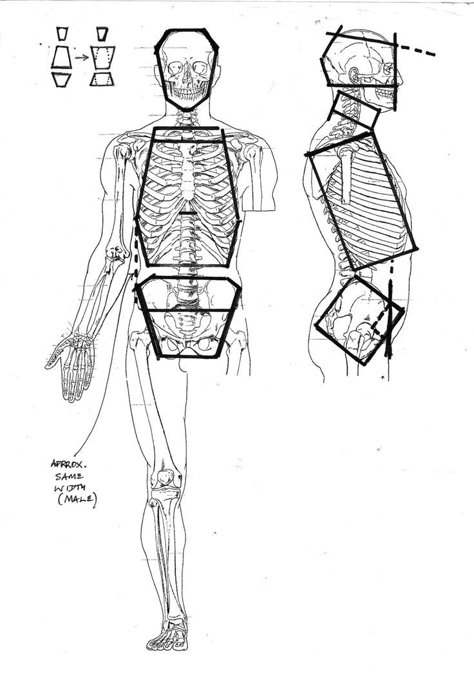 Human Skeleton Anatomy, Skeleton Anatomy, Male Figure Drawing, Skeleton Drawings, Anatomy Tutorial, Human Anatomy Drawing, Body Drawing Tutorial, Human Figure Drawing, Human Anatomy Art