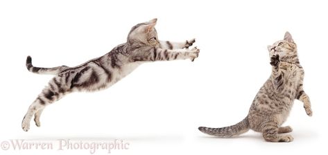 Photograph of Silver tabby cats play-fighting. Rights managed white background image. Silver Tabby Cat, Cat Poses, Cat References, Cool Cat Trees, Cats Playing, Modern Cat Tree, Cat Anatomy, Warrior Cat Drawings, Warriors Cats