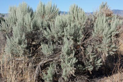 Sun River, OR Southwest Landscaping, Sage Brush, Odd Things, Desert Living, High Desert, Central Valley, Landscape Background, South Dakota, Wyoming