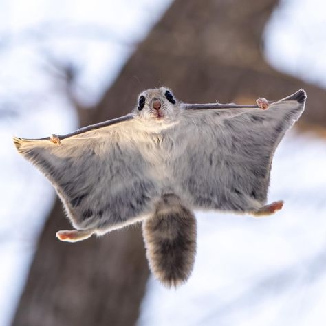 Instagram Flying Squirrel Pet, Japanese Flying Squirrel, Flying Squirrels, Tattoo Nature, Animals Tattoo, Bbc Earth, Wallpaper Aesthetics, Flying Squirrel, Cute Rats