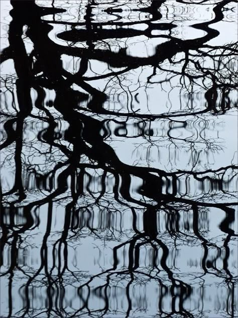 Shadows And Reflections, Tree Reflections In Water, Trees Reflecting On Water, Tree In Water, Water Silhouette, Water Reflection Photography, Water Shadow, Reflection In Water, Photography Reflection