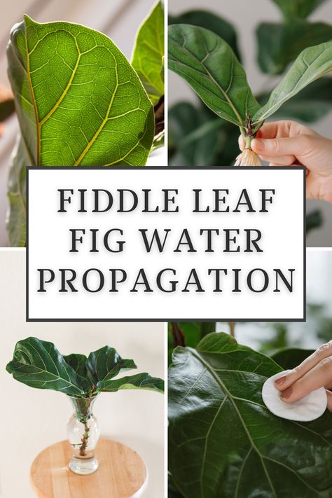 Propagate Fiddle Leaf Fig, Leaf Propagation, Fiddle Leaf Fig Care, Fiddle Fig Tree, Fiddle Leaf Fig Plant, Water Propagation, Fiddle Leaf Tree, Leaf Projects, Fig Plant