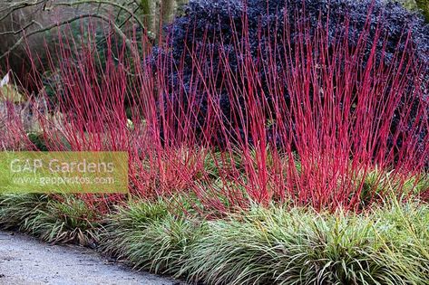 Cornus alba 'Sibirica' in Winter border Cornus Alba Sibirica, Winter Border, Cornus Alba, Interior Design Plants, Grasses Landscaping, Garden Entrance, Border Plants, Garden Design Plans, Plant Photography