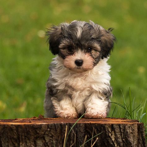 Havanese Full Grown, Havanese Breeders, Havanese Haircuts, Havanese Grooming, Havanese Puppies For Sale, Puppy List, Havanese Puppy, Havanese Dog, Dog Training Books